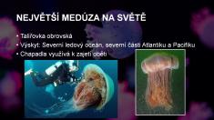 Eva Kalivodová - Medúzy