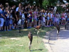 Dravci na školním hřišti